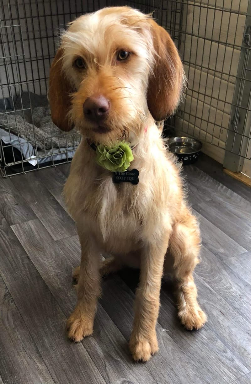 A pale apricot wire-haired doodle in the grooming room, crate and equipment behind