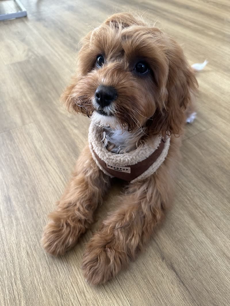 A fluffy apricot cockapoo with a freshly trimmed face lying on the salon floor