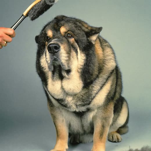 A thick-coated dog being brushed out