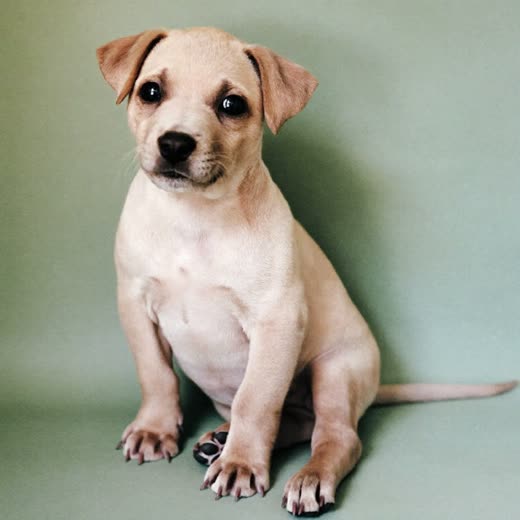 A young puppy sitting calmly before its first groom